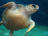 Sea Turtle picture