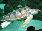 sea turtle