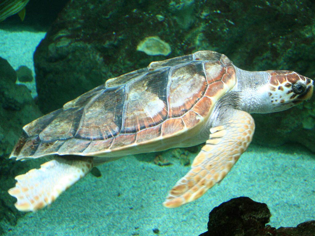 free Sea Turtle wallpaper wallpapers download