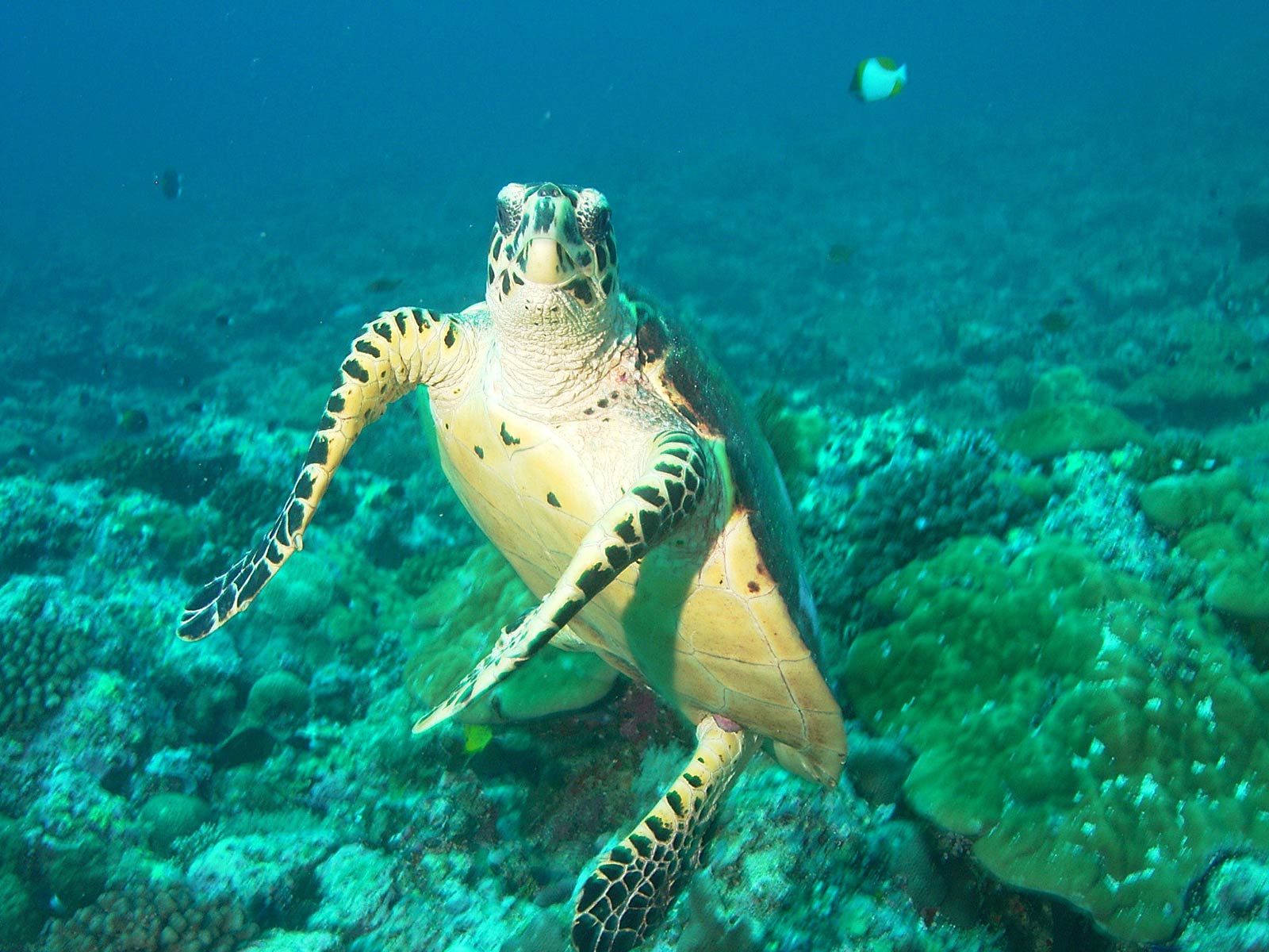 free Sea Turtle wallpaper wallpapers download