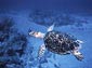sea turtle wallpapers