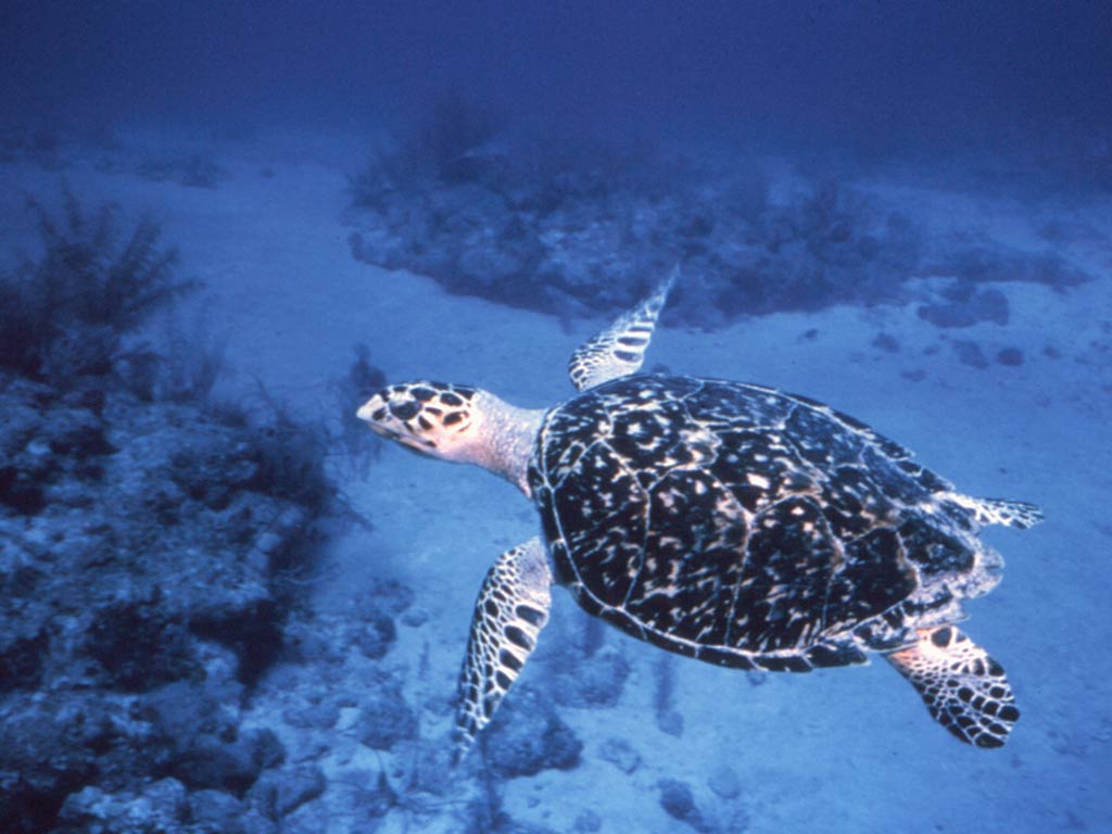 free Sea Turtle wallpaper wallpapers download