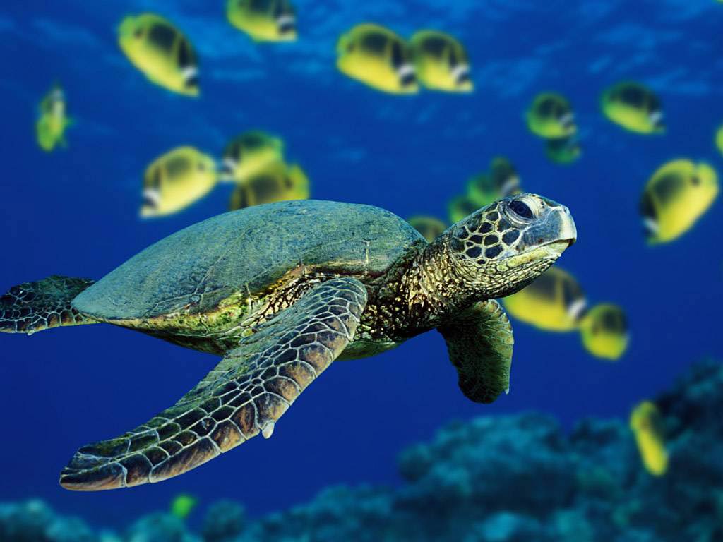 free Sea Turtle wallpaper wallpapers and background