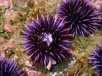 Sea Urchin picture