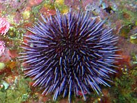 Sea Urchin image