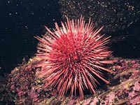 Sea Urchin picture