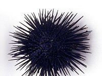 Sea Urchin photo
