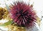 Sea Urchin wallpaper