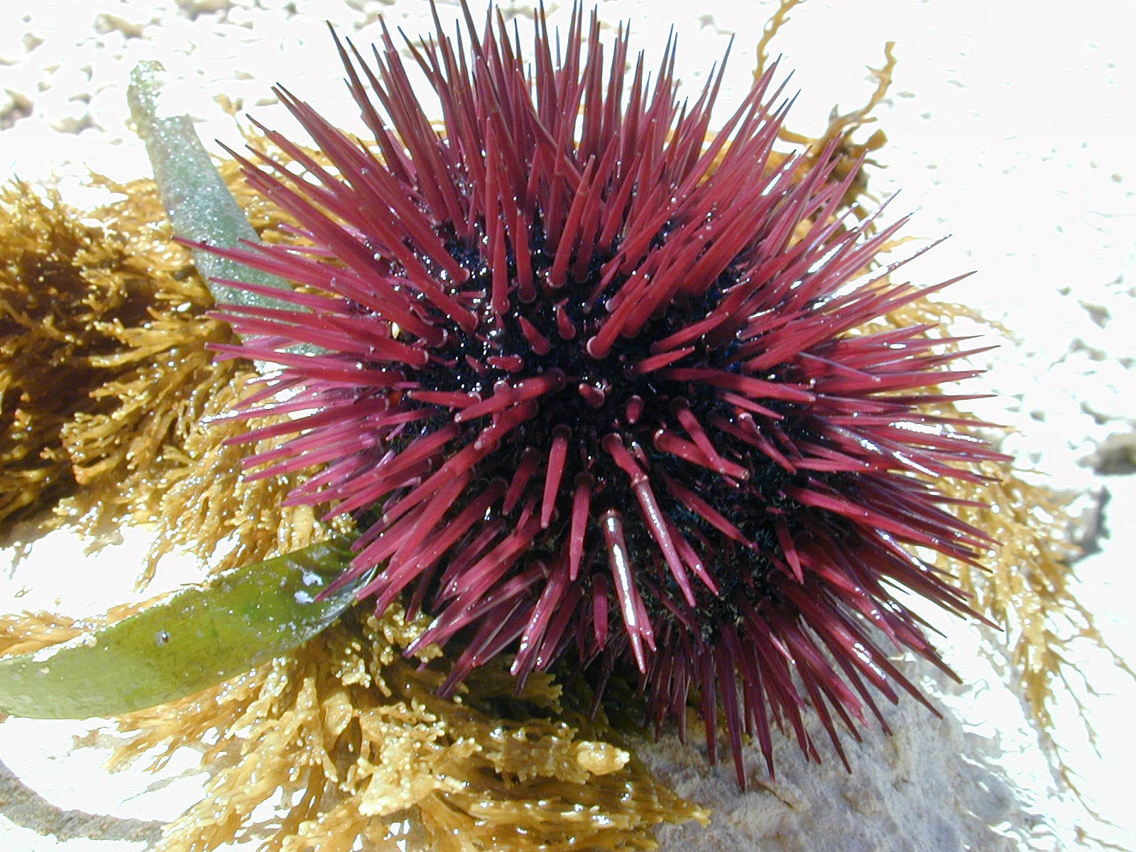 free Sea Urchin wallpaper wallpapers download