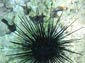 sea urchin wallpaper