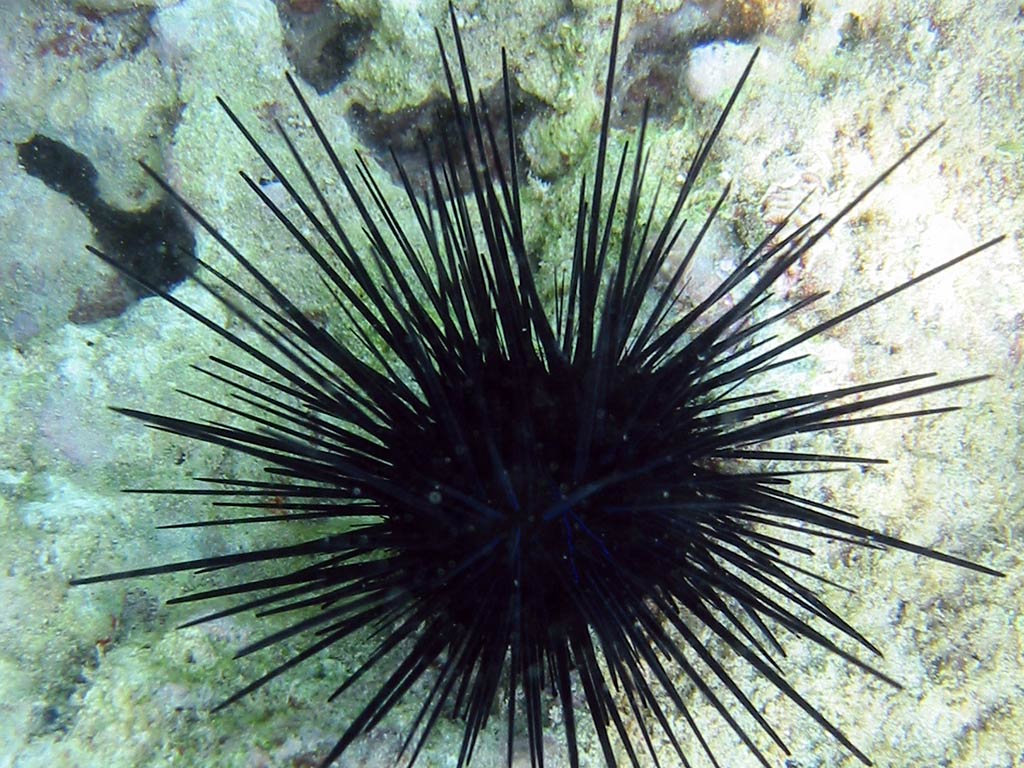 free Sea Urchin wallpaper wallpapers download