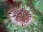 Sea Urchin wallpaper