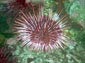 free sea urchin wallpaper