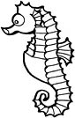 Seahorse coloring page