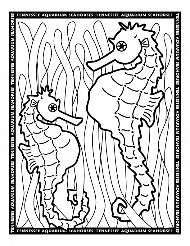 free Seahorse coloring page