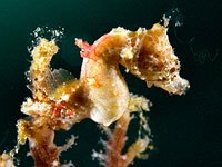 Seahorse image