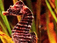 Seahorse picture