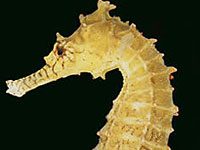 Seahorse image