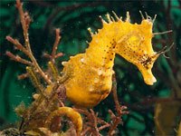 Yellow Seahorse image