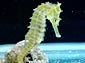 seahorse wallpaper