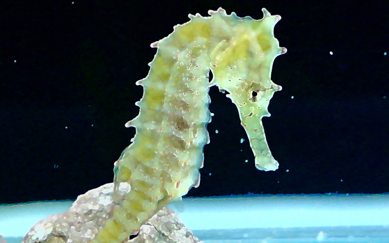 free Seahorse wallpaper wallpapers download