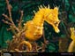 Seahorse wallpaper