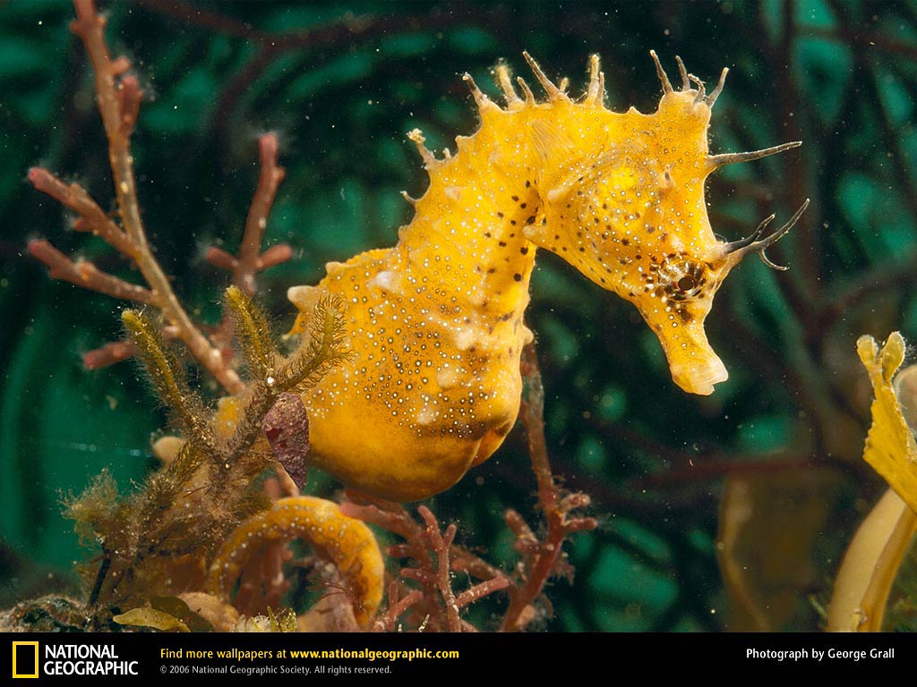 free Seahorse wallpaper wallpapers download