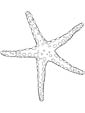 Seastar coloring page