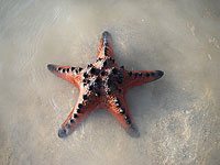 Seastar image