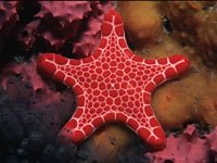 Seastar image