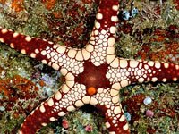 Seastar image