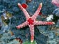 Seastar wallpaper