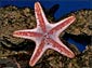 Seastar wallpaper