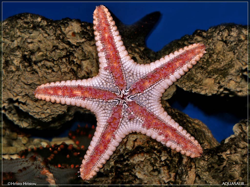 free Seastar wallpaper wallpapers download