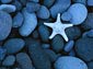 free seastar wallpaper