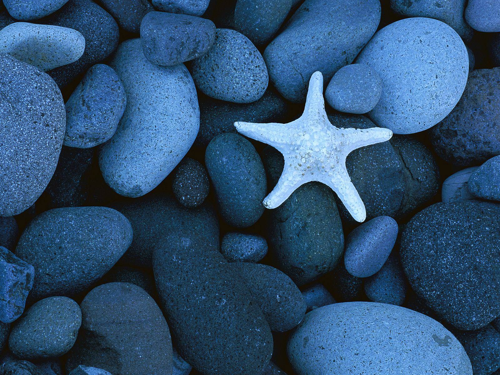 free Seastar wallpaper wallpapers download