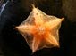 seastar wallpapers