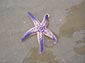 Seastar wallpaper