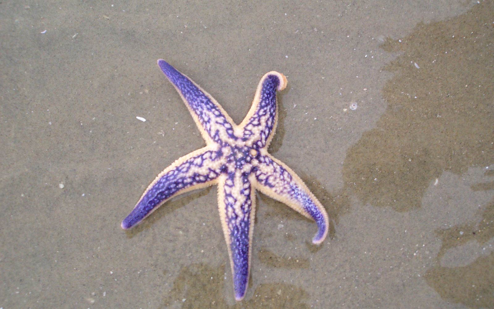 free Seastar wallpaper wallpapers download