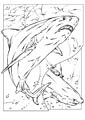 Shark coloring page