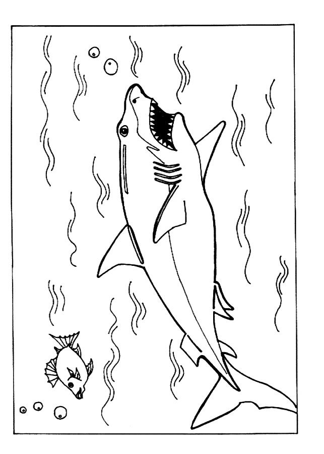 free Shark coloring page