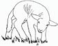 Sheep coloring page