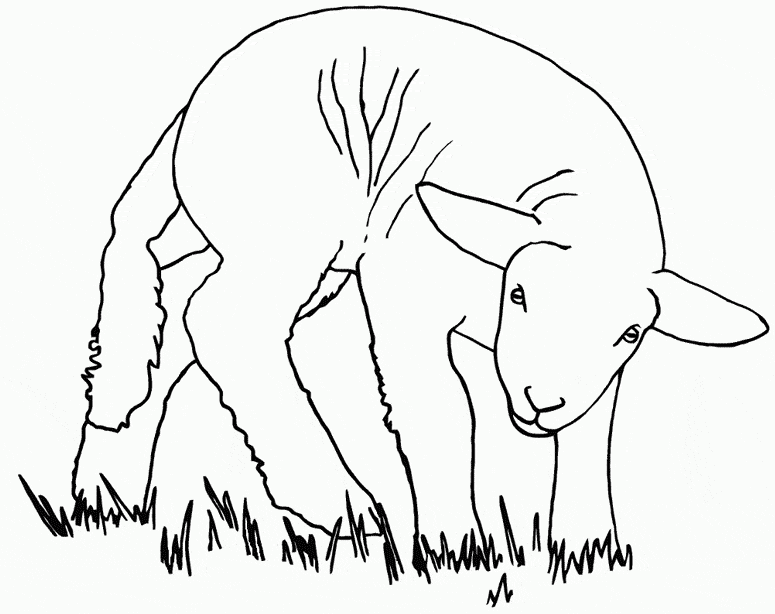 free Sheep coloring page