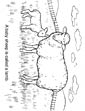 Sheep coloring page