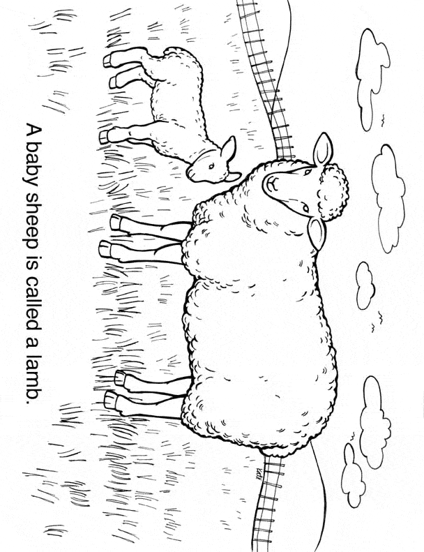 free Sheep coloring page