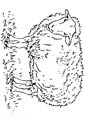 Sheep coloring page