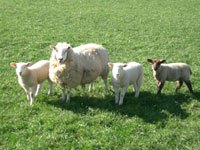 Sheep image