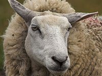 Sheep image