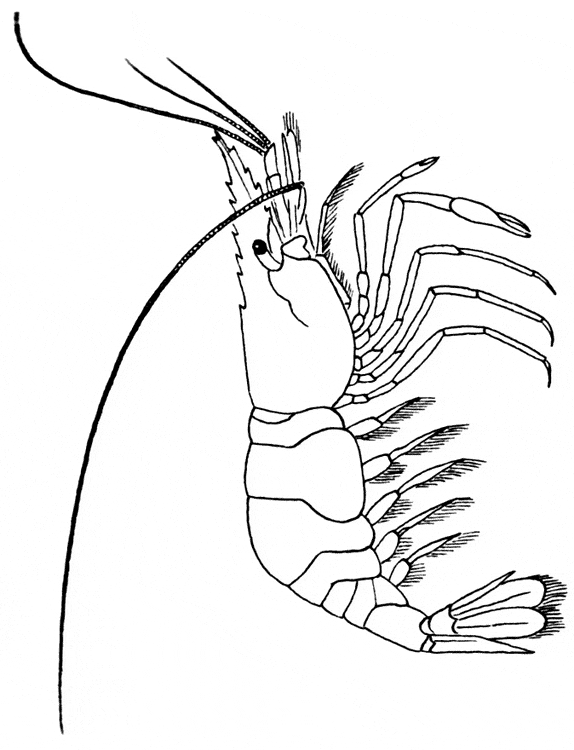 free Shrimp coloring page
