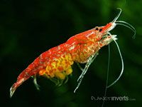 Shrimp image